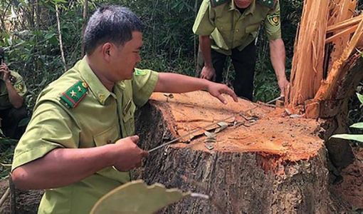 Gỗ khủng ở rừng đặc dụng: Công an, kiểm lâm vào cuộc