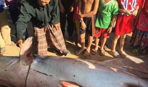 Ngư dân An Giang bắt được cá tra dầu nặng 230kg, bán 200.000 đồng/kg