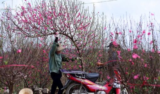 Đào Nhật Tân khoe sắc