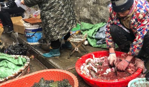 Trung Quốc cấm bán động vật hoang dã, 80 người chết vì virus Corona mới