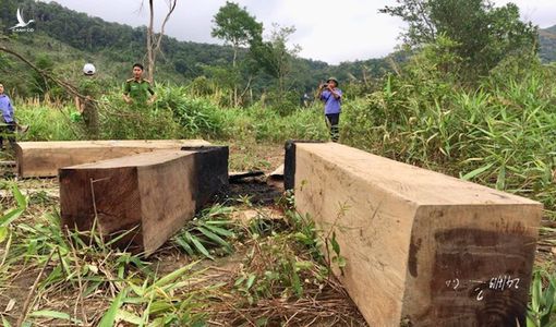 35 cán bộ Sở NN-PTNT tỉnh Gia Lai bị kỷ luật vì để xảy ra phá rừng