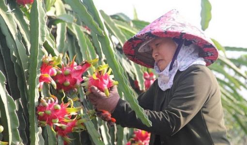 Trung Quốc vẫn ‘đóng cửa’, Bộ Công thương ra khuyến cáo