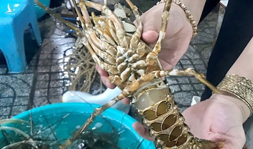Giá tôm hùm xuất sang Thái Lan ‘rẻ không tưởng’, đâu là sự thật ?