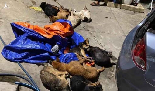 Bắt 2 đối tượng đi ô tô, mang theo súng điện trộm 14 con chó