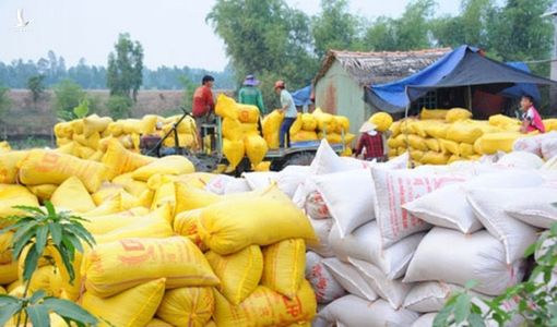 Bộ Tài chính đề nghị Bộ Công an điều tra việc “trục lợi chính sách” quản lý xuất khẩu gạo