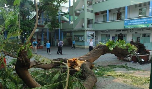 Bộ trưởng Phùng Xuân Nhạ gửi lời thăm hỏi học sinh bị tai nạn do đổ cây trong trường học