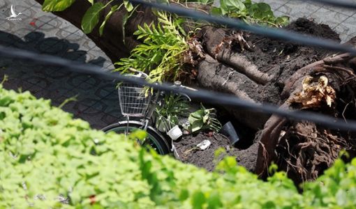 Đơn vị nào chịu trách nhiệm quản lý cây xanh trong trường học ?