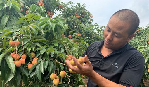 Thủ tướng đồng ý cho 300 thương nhân Trung Quốc sang thu mua vải thiều Lục Ngạn