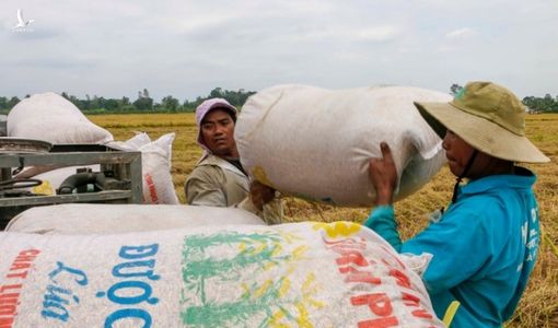 Việt Nam trúng thầu bán 60.000 tấn gạo cho Philippines