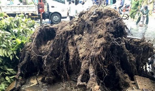 Cần Thơ mưa gió khủng khiếp, cây xanh đổ trúng ‘xế sang’