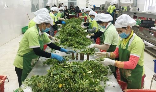 Xuất khẩu nông sản chế biến tăng vọt