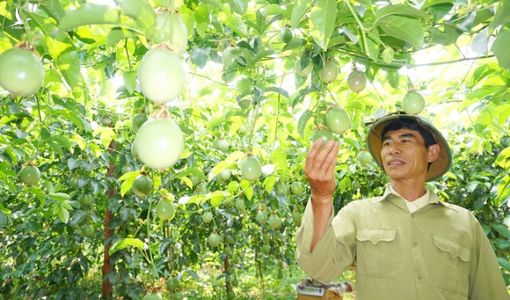 4 giải pháp phát triển bền vững cây triệu đô chanh leo