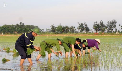 Những chiến sĩ công an hăng hái xuống đồng giúp dân cấy lúa