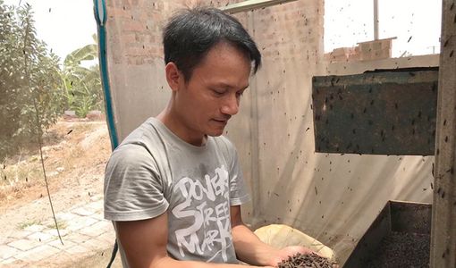 Kiếm hàng chục triệu mỗi tháng từ nuôi ruồi