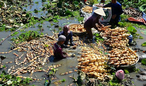 Nông dân kể chuyện: Hai tháng dầm mình dưới bùn, đút túi tiền tỷ