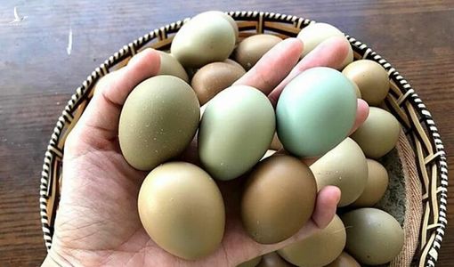 Trứng chim trĩ giá gấp 5 lần gà ta vẫn hút khách