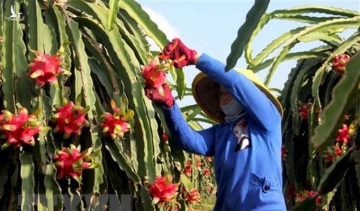 Hiệp định EVFTA mở ra cơ hội kinh doanh cho Bỉ và Việt Nam