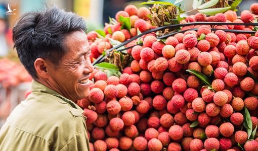 Vải, chuối, thanh long Việt Nam đến thị trường Mỹ, Singapore, Nhật Bản