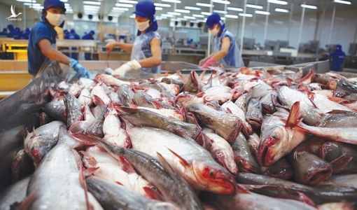 Xuất khẩu thủy sản Việt Nam vào EU tăng đột biến