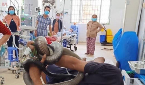 Bị rắn hổ chúa 2,5m cắn, người đàn ông ôm luôn vô bệnh viện cấp cứu