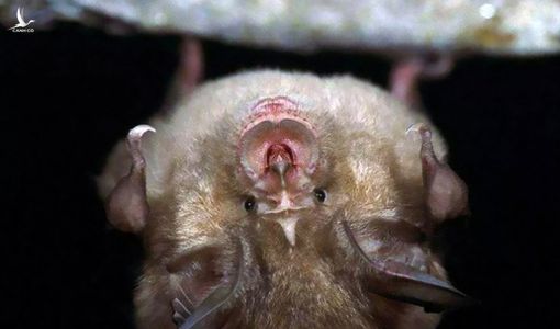 Thợ mỏ Trung Quốc từng mắc COVID-19 từ năm 2012?