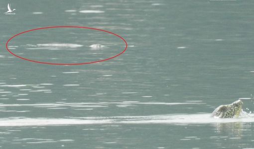 Phát hiện hai cá thể rùa Hoàn Kiếm quý hiếm nhất thế giới ở Việt Nam cùng nổi lên