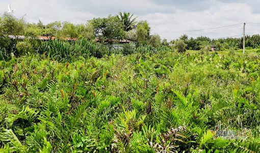 Saigontourist thoái vốn, 156ha đất công rơi vào tay tư nhân mờ ám