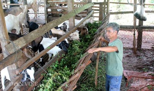 Hồ tiêu hết thời, thả dê trong vườn cho ăn lá nọc, cỏ dại, thịt thơm bán giá cao 130.000 đồng/kg