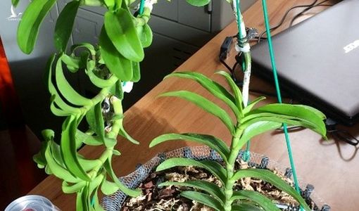 Lừa bán lan thường với giá tiền tỉ lan đột biến gen, bị khởi tố, bắt giam