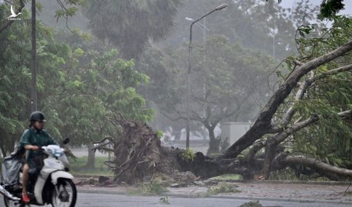 Bão số 5 hoành hành, cây đổ hàng loạt
