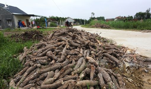 Người dân Quảng Nam đổ hàng trăm tấn sắn ra ruộng