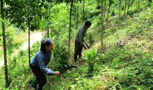 Liên kết trồng rừng để nâng cao lợi ích kinh tế cho các hộ dân