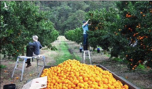 Daily Mail: Nỗi kinh hoàng của lao động nước ngoài làm việc tại nông trại Australia