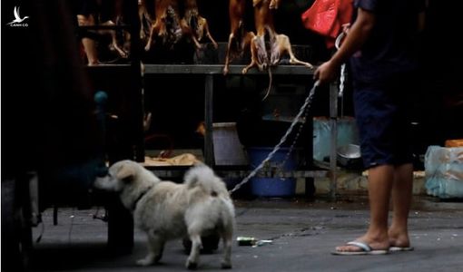 Vì sao người Hàn Quốc không còn thích ăn thịt chó?