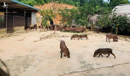 Nuôi đàn lợn rừng thu về ‘tiền tỷ’ mỗi năm
