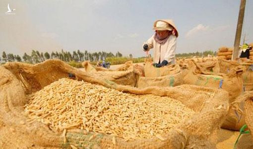 Campuchia xuất khẩu hơn 1.427.000 tấn lúa sang Việt Nam