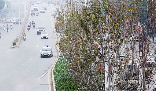 Công ty Công viên cây xanh Hà Nội: ‘Phong lá đỏ chết là chuyện bình thường’