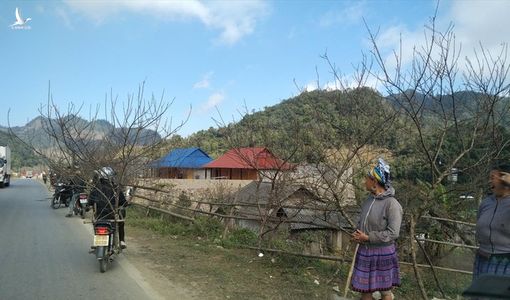 Ðào là cây thoát nghèo, có thể dán tem để ‘thông quan’