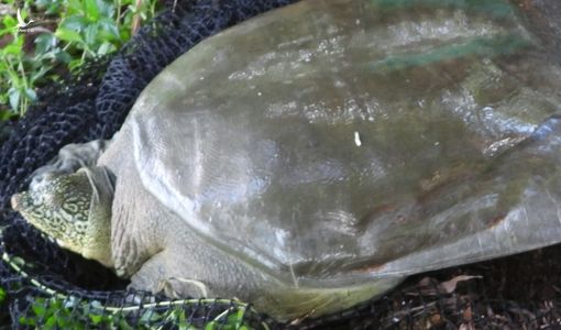 Tìm thấy hậu duệ của rùa hồ Hoàn Kiếm