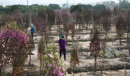 Xót xa cảnh ‘hoa cười người khóc’, hàng nghìn gốc đào chờ giải cứu ở Chí Linh