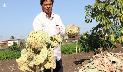 Nông dân nhổ bỏ hơn 400 tấn rau vì giá thấp