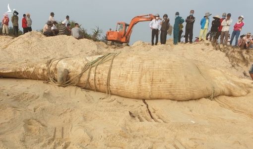 Xác cá voi 4 tấn dạt vào bờ biển Quảng Nam