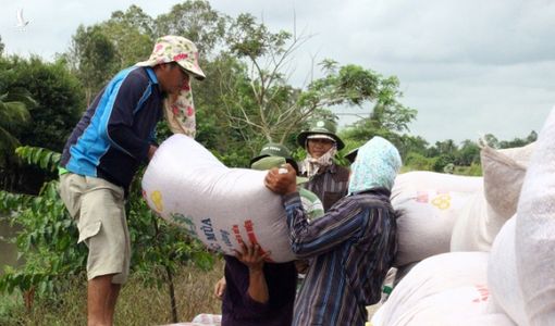 Loại nông sản làm thành thứ bánh dâng vua Hùng giờ bán đi toàn thế giới, thu vài tỷ đô