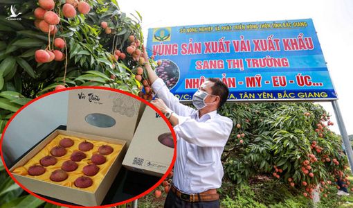 Đừng để những con sâu bẩn trên mạng làm vải thiều mất ngon