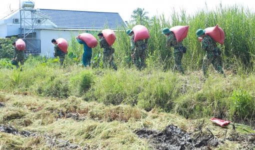 Bộ đội xuống ruộng thu hoạch lúa giúp dân ở TP.HCM