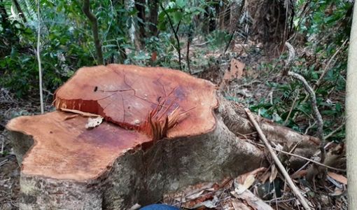 Rừng phòng hộ mất hàng trăm gốc mà chủ rừng ‘vô can’