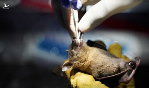 Phát hiện virus mới giống có cơ chế hoạt động giống nCoV