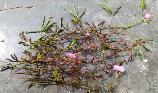 Loại cây mọc dại ở Việt Nam, nhưng lại có giá trị không ngờ tại Trung Quốc