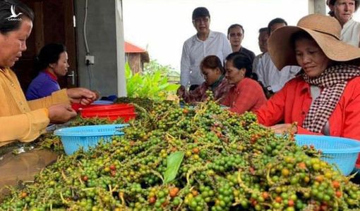 Việt Nam là “Vua xuất khẩu” gia vị này, nhưng độ ngon thì phải bái phục Campuchia