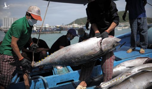 Hàng trăm ngư dân trúng đậm cá ngừ đầu năm